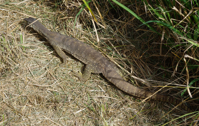 Giant Lizard at Castle Hill Lookout Townsville (7) edited VB.jpg