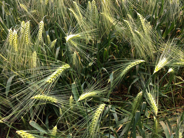 Barley near Potters Heath (2) VB.jpg