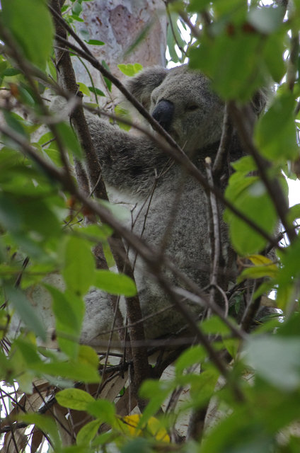 Koala near Horseshoe Bay (3) VB.jpg