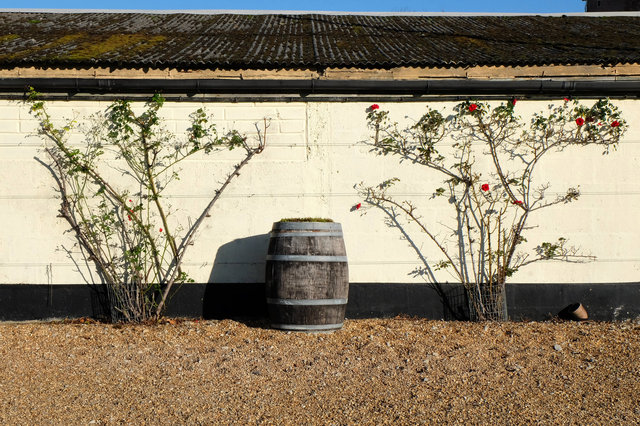 Chapel Down Vineyard (8) VB.jpg