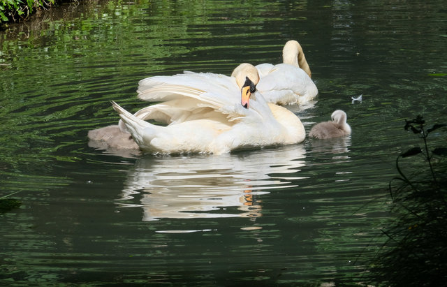 Swans on Mill Road Arundel (2) VB.jpg