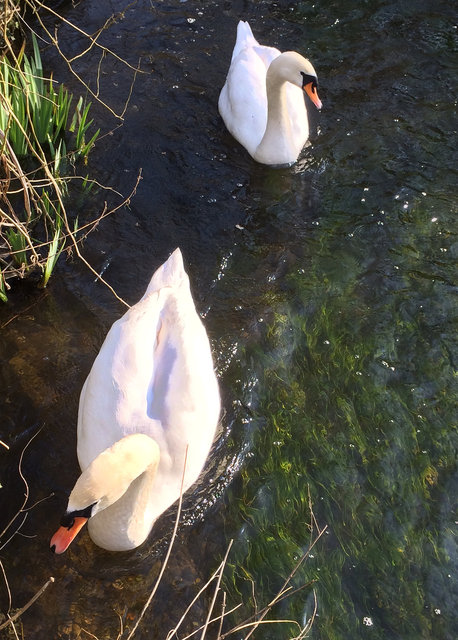 Swans at Waterend Ford (24) VB.jpg