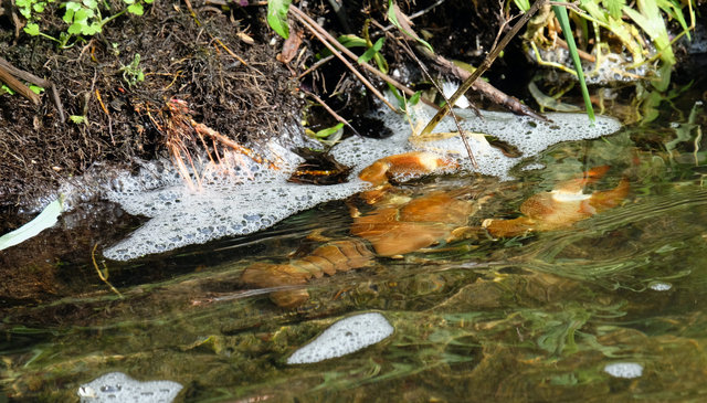 Signal Crayfish at Waterend House Ford (11) VB.jpg