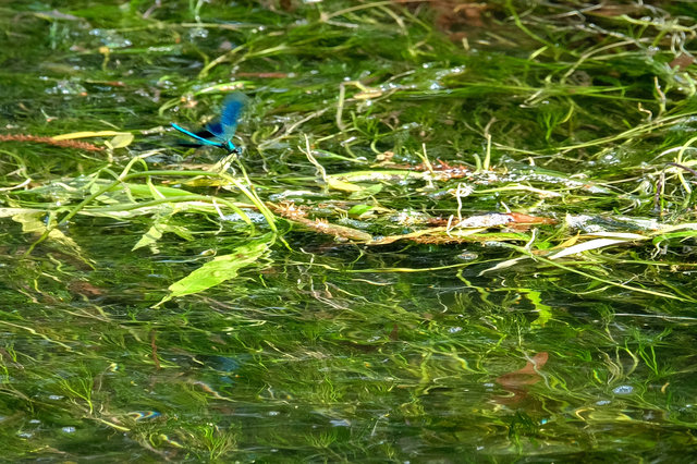 Damsel flies at Waterend Ford (6) VB.jpg