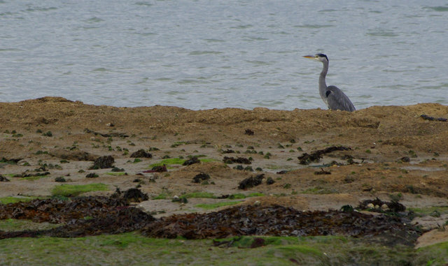 Heron at Bembridge (2) VB.jpg