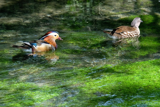 Mandarin on River Arun (2) VB.jpg