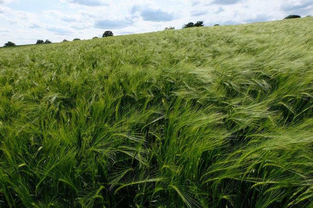 Barley Fields near Harmer Green Woods (4) VB.jpg