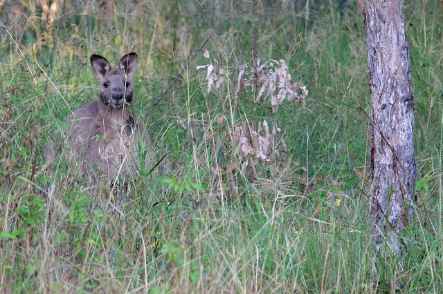 Kangaroos at Cam Way (2) VB.jpg