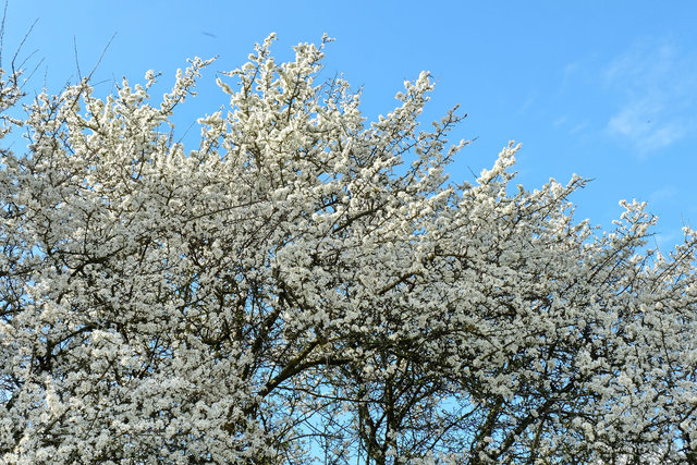 Lea Valley Blossom (10) VB.jpg