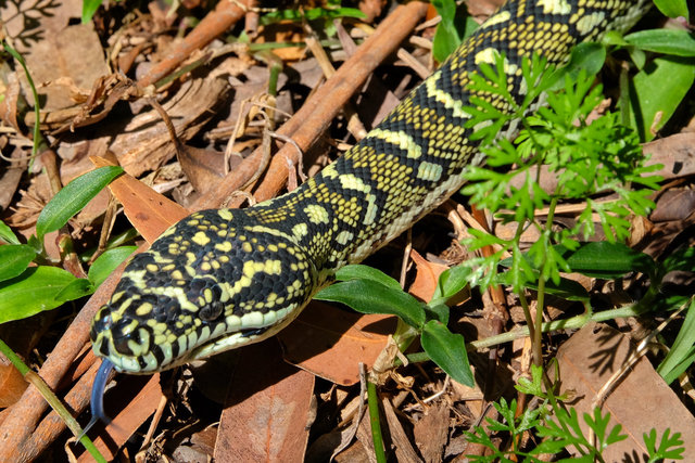 Carpet Python at Plantation Place (13) VB.jpg