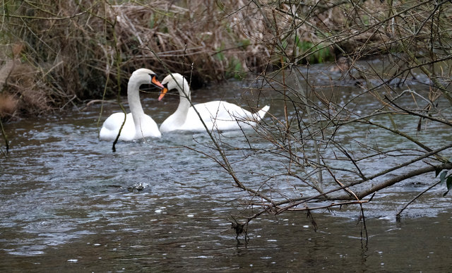 Swans at Waterend Ford (15) VB.jpg