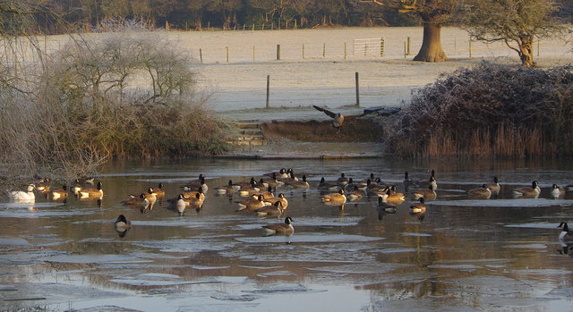 Canada Geese Woolmer Green (24) VB.jpg