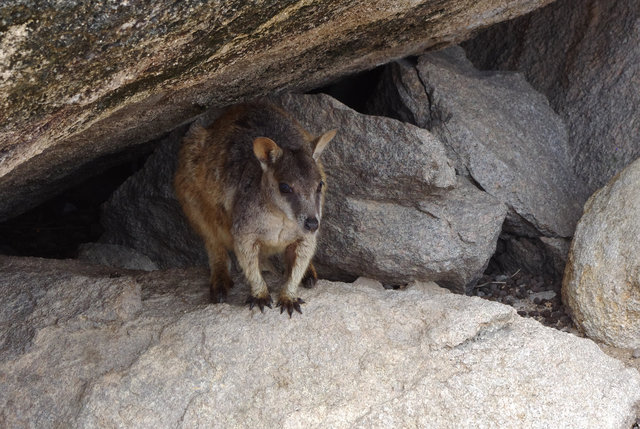 Rock Wallabies at Bremner Point (12) VB.jpg