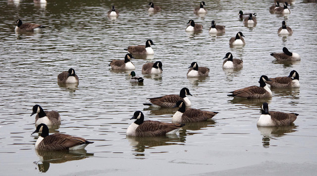 Canada Geese Woolmer Green (3) VB.jpg