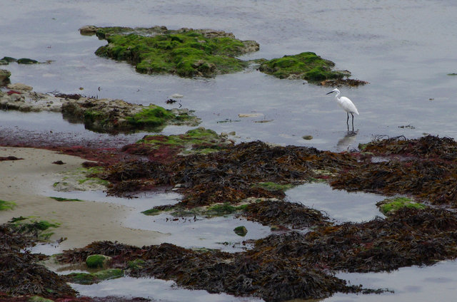 Egret at Bembridge (4) VB.jpg