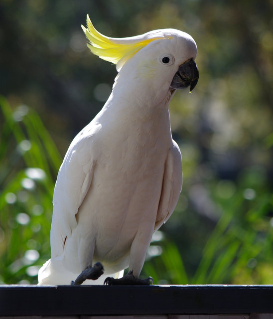 Cockatoo at Plantation Place (3) VB.jpg