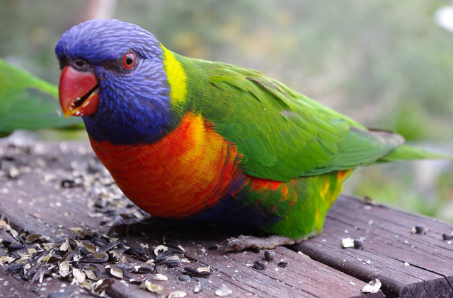 Rainbow Lorikeets at Plantation Place (11) VB.jpg