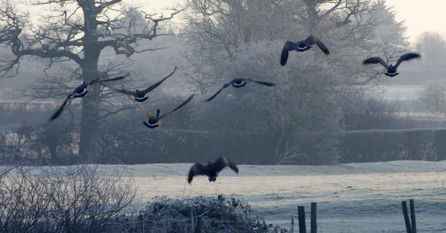 Canada Geese Woolmer Green (31) VB.jpg