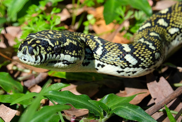 Carpet Python at Plantation Place (16) VB.jpg