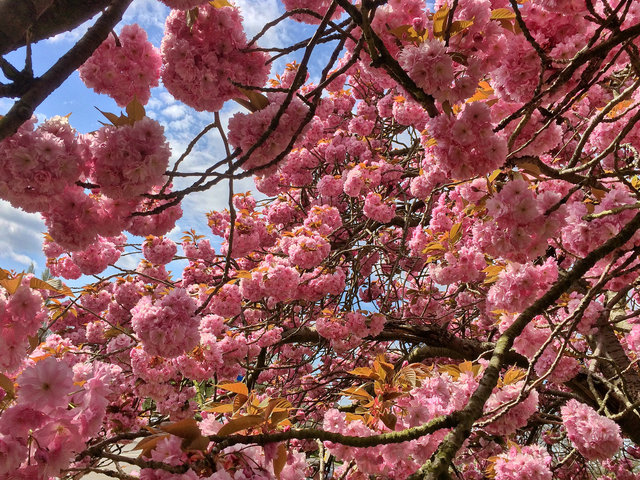 Blossom in Welwyn Garden City (1) VB.jpg