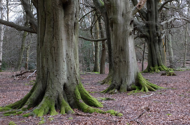 Ashridge (23) VB.jpg