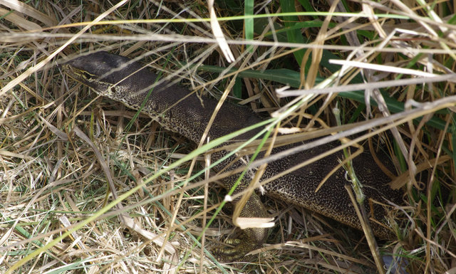 Giant Lizard at Castle Hill Lookout Townsville (3) VB.jpg