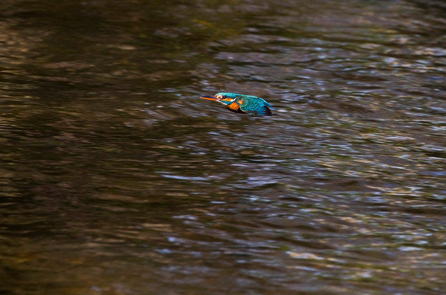 Kingfisher