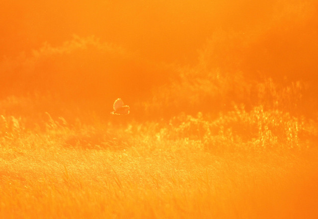 Barn Owl