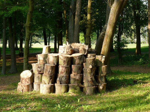 Logs at Lammerwood VB.JPG