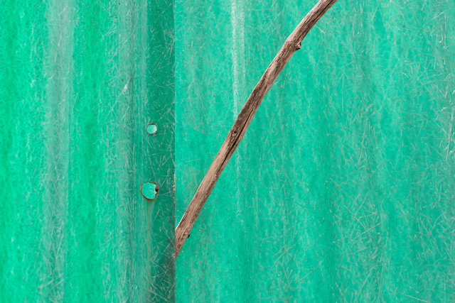 Twig
