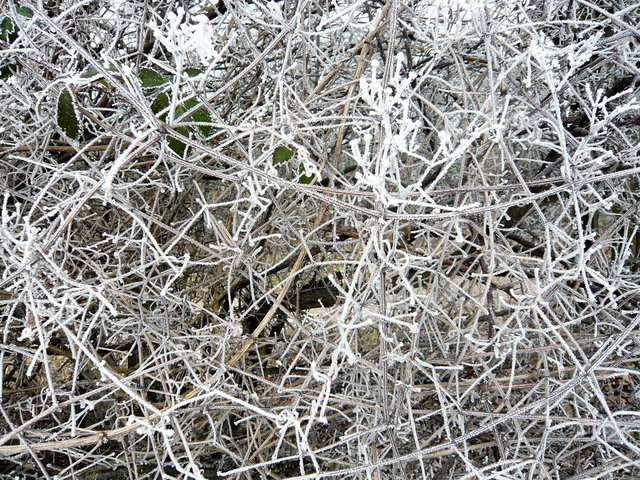 Hoar frost on Ayot Greenway (3) VB.JPG