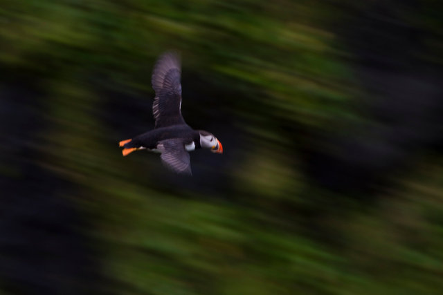 Puffin