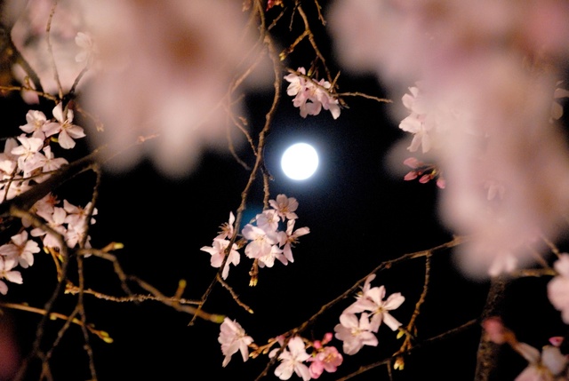 Ton van Bragt: Sakura Moon Viewing