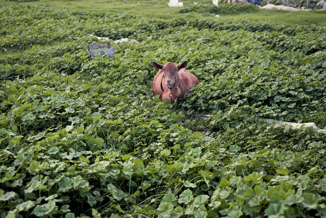 Cow in green field sitting down.jpg