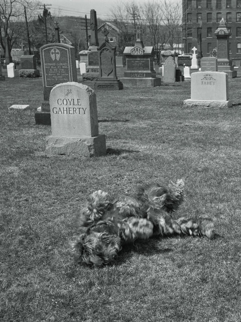 Fluffy dog in field by graves April 1979.jpg