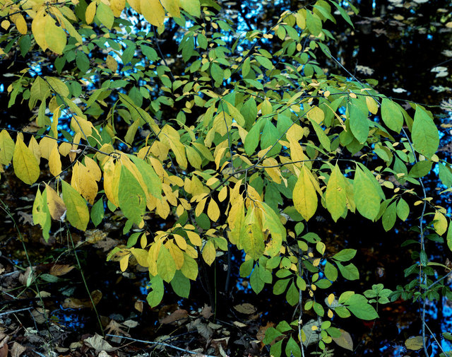 Green & yellow leaves on bush Medford Woods Oct 20, 1985.jpg