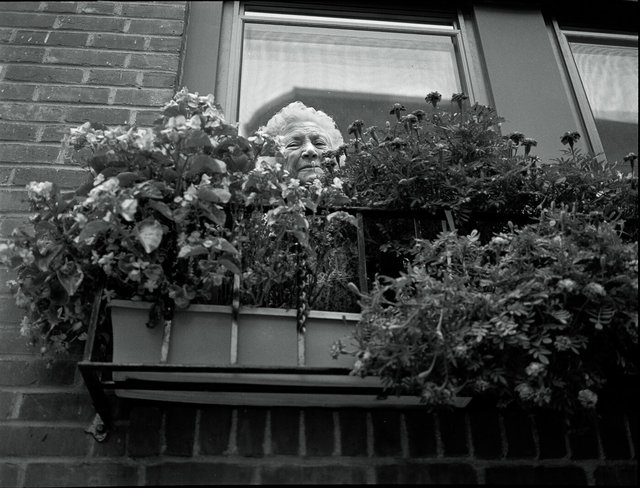St Rosilia Feast Northend  woman in window with flowers # 14 Sept 8,1996.jpg