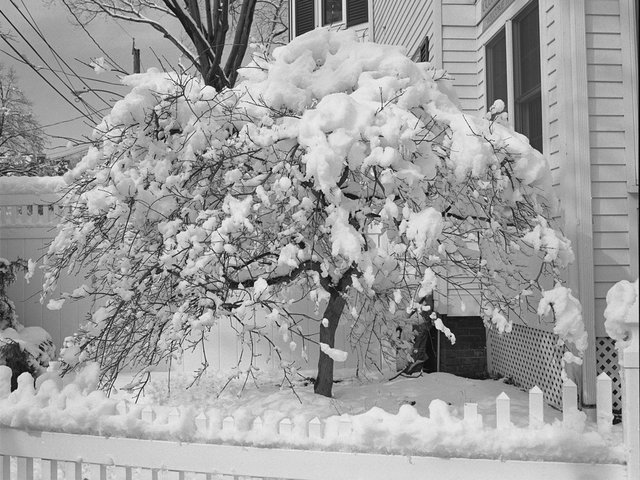 Tree Chandler with snow from neg.jpg