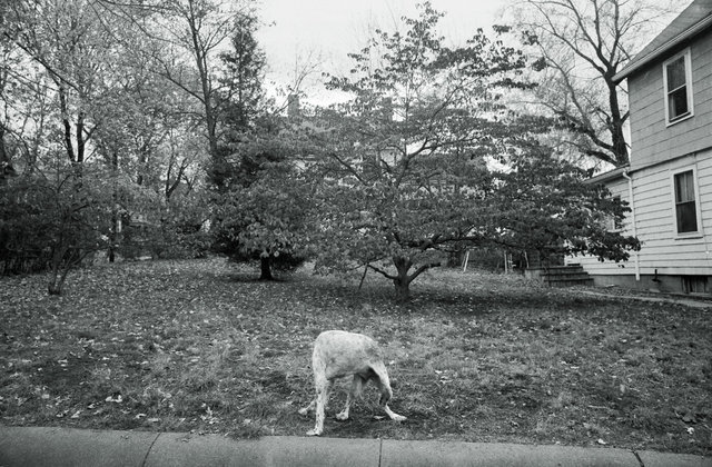 Dog biting tail in Medford Nov 1976.jpg