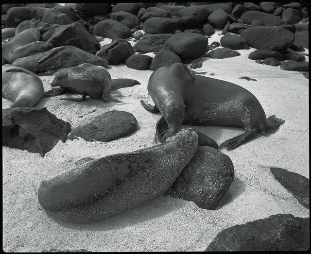 Sea lions on Galapagos beach June 1, 1989.jpg