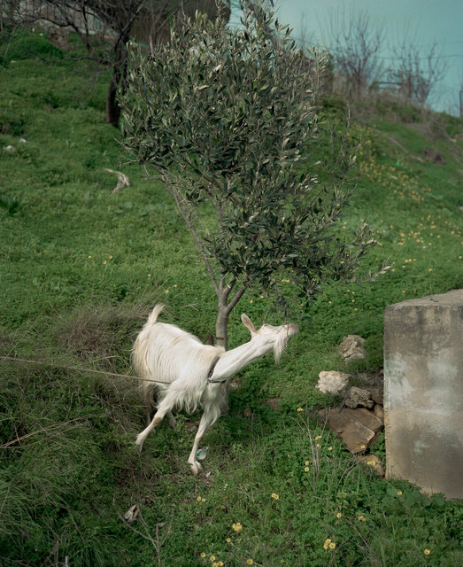 Goat eating from olive tree Crete  Greece Jan 12, 1985.jpg