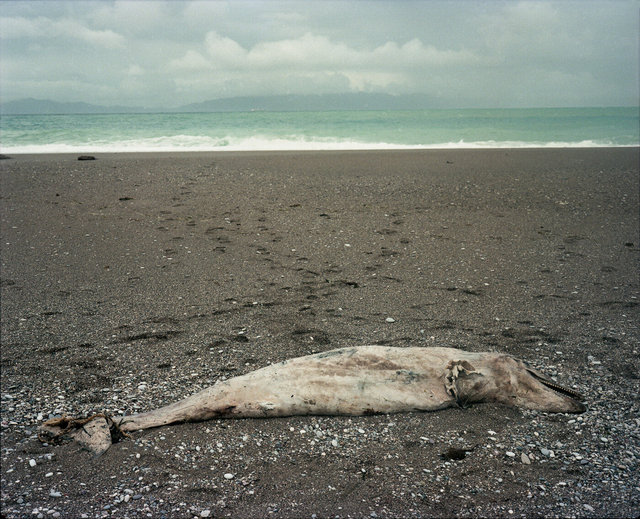 Washed ashore dolphin  Rhodes  Greece Jan 12, 1985.jpg
