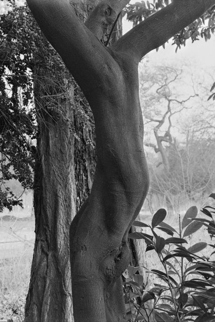 Nude Tree St. Cloud Paris   Dec 29  1983.jpg
