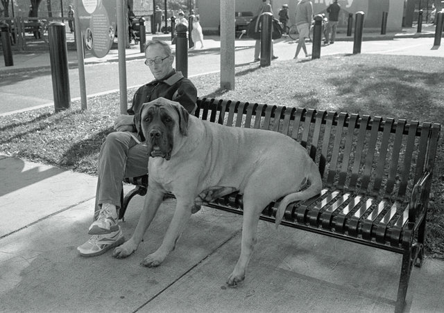 Large dog on bench with man Oct 2014.jpg