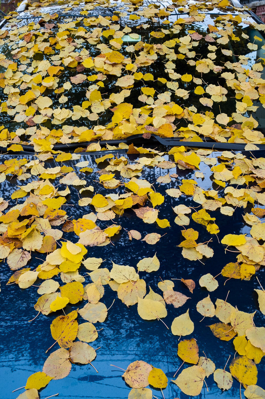 cars / leaves / reflections