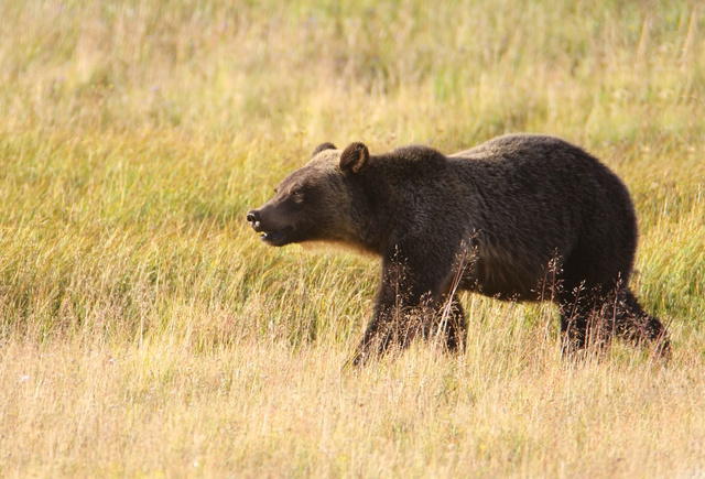 Grizzly/Brown Bear, Wyoming