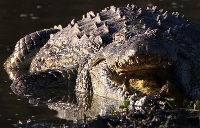 crocodile3.jpg