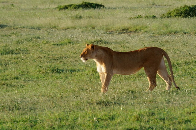 Lioness Spying a Hyena