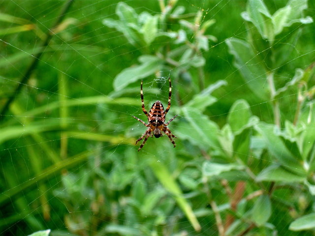 Spider in the Garden (3) VB.JPG