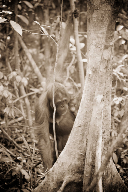 Mom and Baby Orangutans III